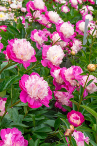 Paeonia Santa Fe | 15 pce