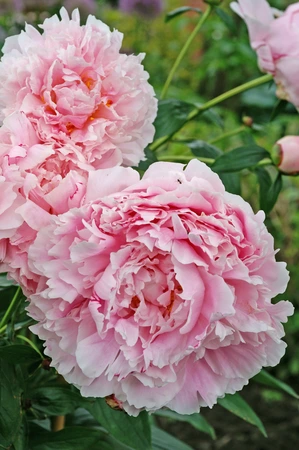 Paeonia Sarah Bernhardt