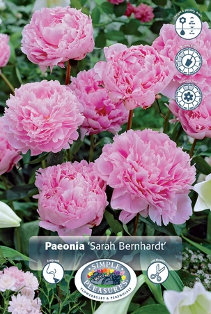 Paeonia Sarah Bernhardt | 30 pce