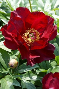 Paeonia Scarlet Heaven