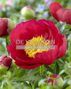 Paeonia Scarlett O'Hara