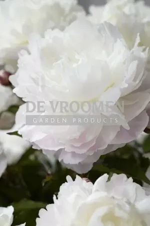 Paeonia Shirley Temple | 15 pce