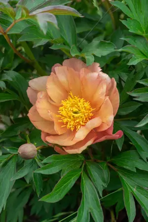 Paeonia Singing In The Rain | 75 pce