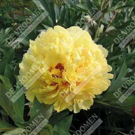 Paeonia Sonoma Ye Do