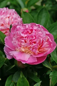 Paeonia Sorbet | 15 pce