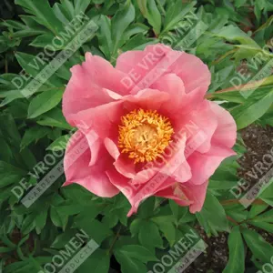 Paeonia Sunset & Rainbows | 75 pce