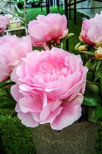 Paeonia Susie Q