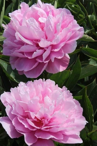 Paeonia Sweet Harmony