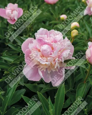 Paeonia Sweet Sixteen | 60 pce