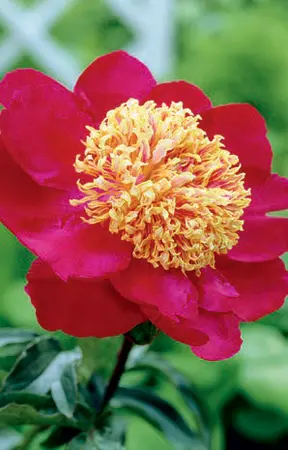 Paeonia Sword Dance