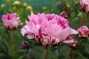 Paeonia The Fawn | 15 pce