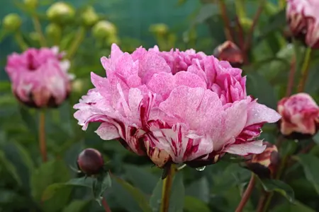 Paeonia The Fawn | 60 pce