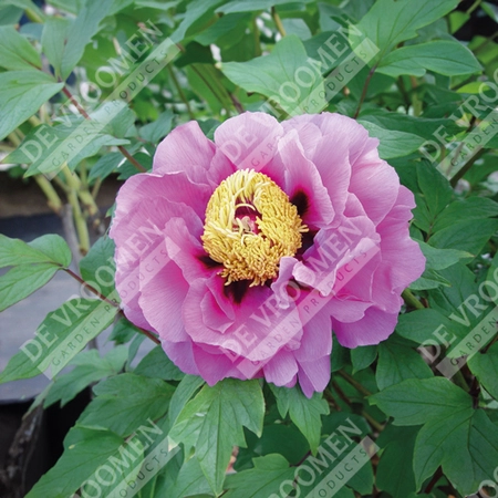 Paeonia Tree Lavender