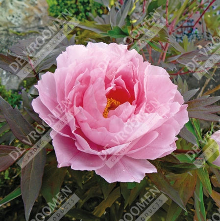 Paeonia Tree Pink | 5 pce