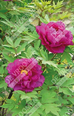 Paeonia Tree Purple