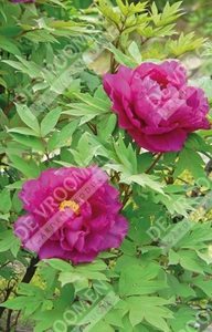 Paeonia Tree Purple | 5 pce