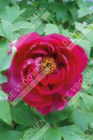 Paeonia Tree Red