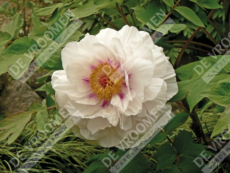 Paeonia Tree White