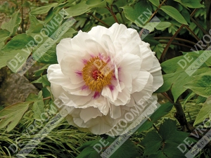 Paeonia Tree White | 5 pce