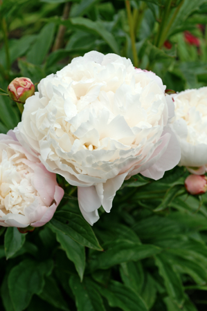 Paeonia Vogue | 15 pce