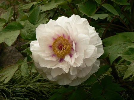 Paeonia White