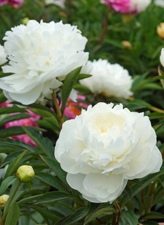 Paeonia White Angel