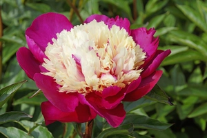 Paeonia White Cap