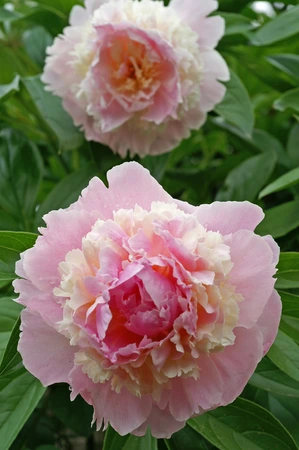 Paeonia Whopper