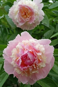 Paeonia Whopper