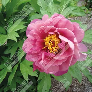 Paeonia Yankee Doodle Dandy