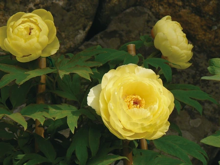 Paeonia Yellow (High Noon)