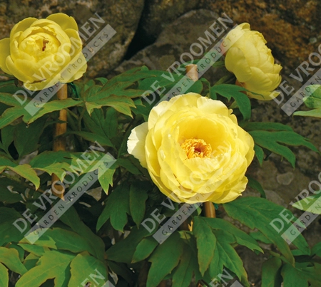 Paeonia Yellow (High Noon)