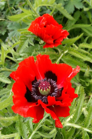 Papaver Beauty of Livermere