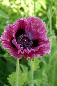 Papaver Central Park