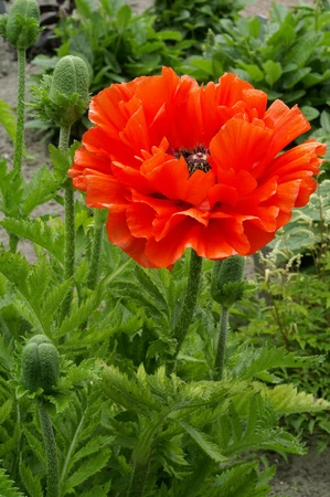 Papaver Eye Catcher