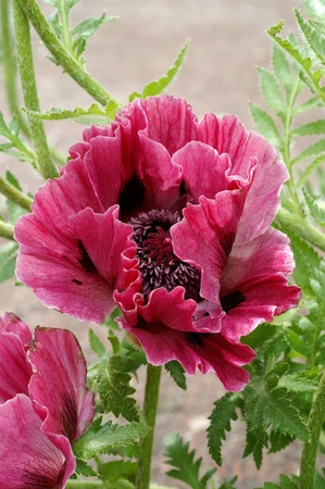 Papaver Harlem