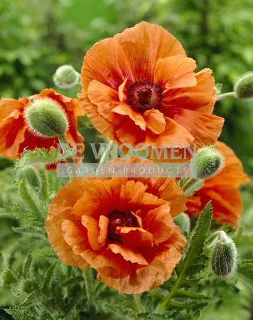 Papaver Harvest Moon