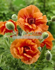 Papaver Harvest Moon