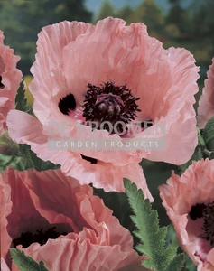 Papaver Mrs. Perry