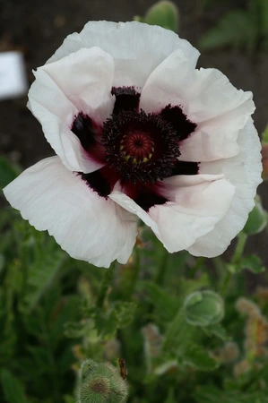 Papaver Perry's White