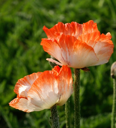 Papaver Picotee