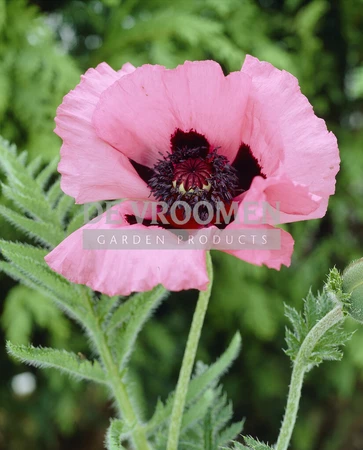 Papaver Raspberry Queen | 25 pce