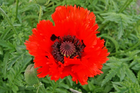 Papaver Turkenlouis