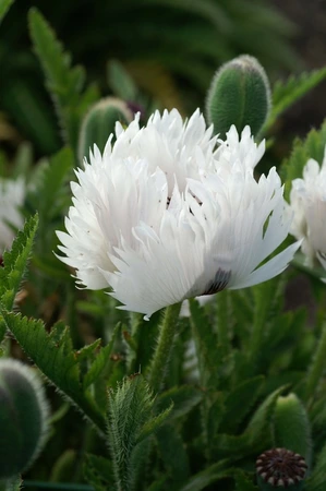 Papaver White Ruffles PBR