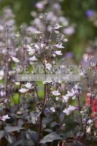 Penstemon Dark Towers