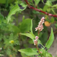 Persicaria