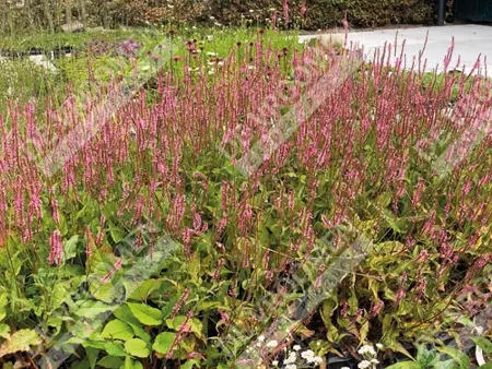 Persicaria Flamingo Feathers | 150 pce