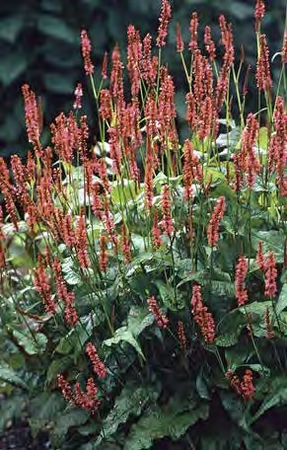 Persicaria Orange Field