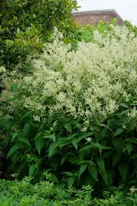 Persicaria Polymorpha