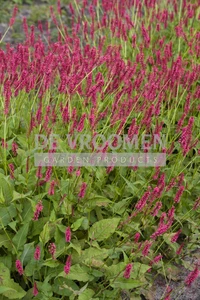 Persicaria Speciosa